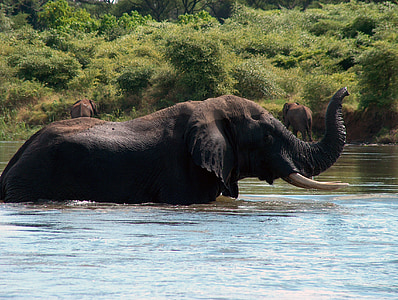 Gajah, Zambia, Zambezi, Afrika, satwa liar, liar, Selatan