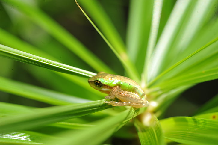 green tree frog, small green frog in palm frond, green frog in palm frond, baby green frog in palm frond, frog hiding in palm frond, small green tree frog in palm frond