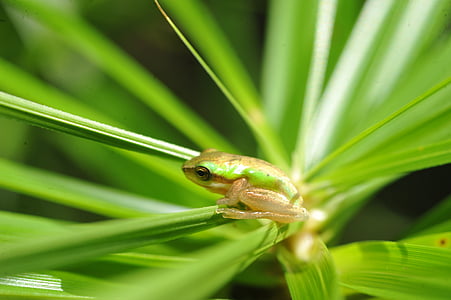 Πράσινος Δενδροβάτραχος, μικρό πράσινο βάτραχο σε φύλλο παλάμη, πράσινο βάτραχο σε φύλλο παλάμη, μωρό πράσινο βάτραχο σε φύλλο παλάμη, βάτραχος που κρύβεται στο φύλλο του Φοίνικα, μικρό πράσινο δενδροβάτραχο φύλλο παλάμη