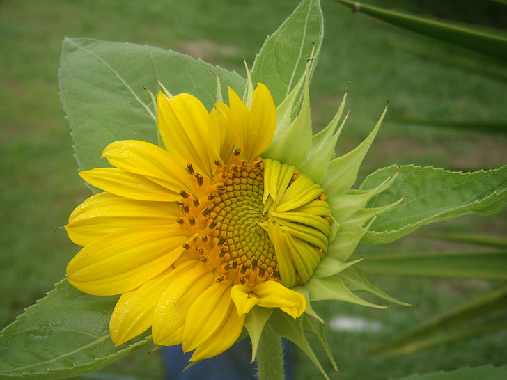 blomster, vækst, solsikker, kronblade, håber, bud, solen