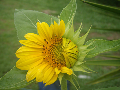 bunga, pertumbuhan, bunga matahari, kelopak bunga, harapan, Bud, matahari