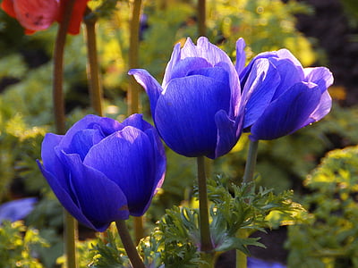 flor, azul, naturaleza, planta, flores silvestres, primavera