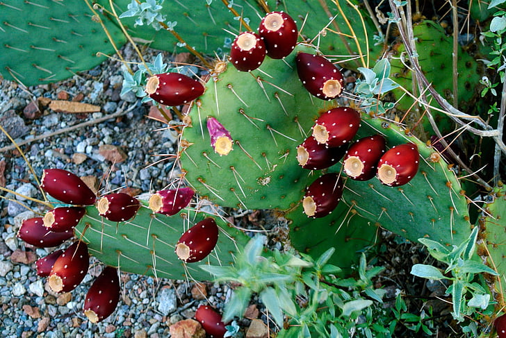 öken, Tucson, Cactus, frukt, naturen, landskap, röd