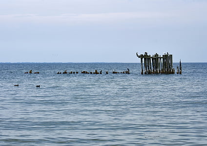jūra, paukščiai, mėlyna, Gdynė, Vakarų Pamario vaivadija, Lenkija, ramybė
