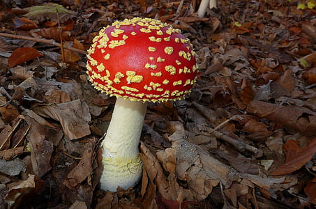 mushroom, agaric, fungus, fly agaric mushroom, red, toadstool, nature