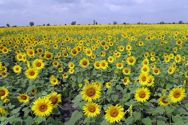 слънчогледови полета, Карнатака, Индия, цветя, Селско стопанство, жълто