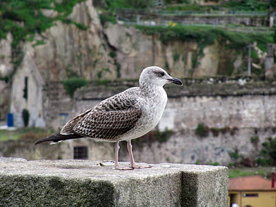 seagull, bird, animal, profile, bill, water bird, seevogel