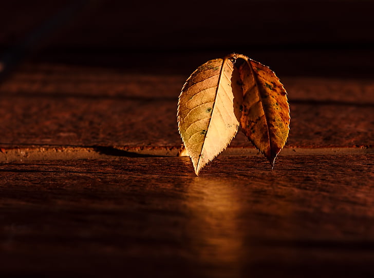 shallow, focus, photography, brown, leaves, wooden, surface