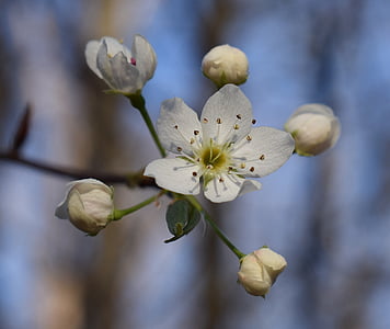 Wild cherry kukkii, luonnonvaraisten kirsikka puu, Blossom, Bloom, kukka, puu, kirsikka