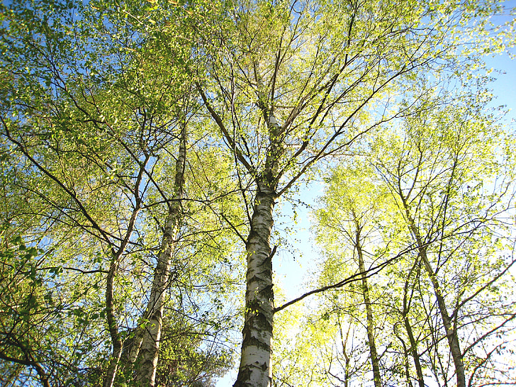 young birches, birches in spring, birch, spring, lush green, delicate green leaf, delicate branches