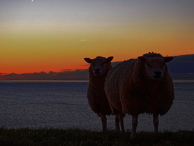 овцы, дамба, воды, мне?, озеро, Северное море, Фрисландия