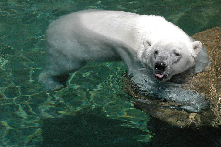 Polar, medve, fehér szőr, víz, úszás, boldog
