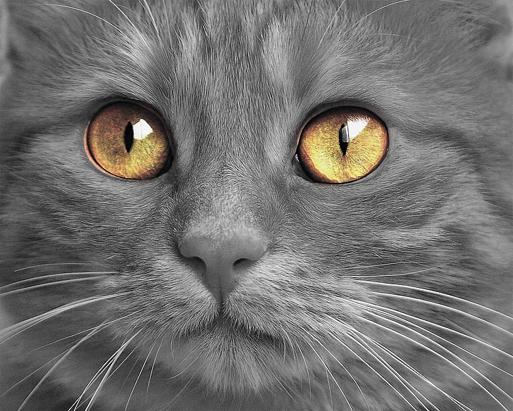кішка, кошеня, очі, ПЕТ, Симпатичний, пухнастий, хутро