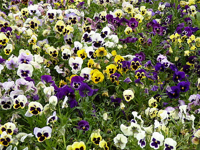 πανσέδες, άνθιση, λουλούδια, Λιβάδι, φύση, λουλούδι, φυτό