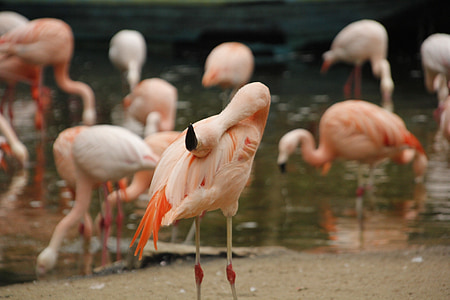 flamingos, zoo, wildlife, animal, nature, pink, flamingo