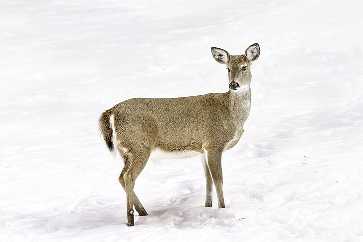 jelen, živali, pozimi, sneg, narave, sesalec, prosto živeče živali