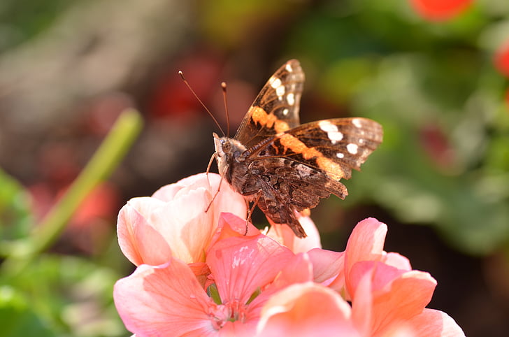 butterfly, pelargonium, flower, summer, flowering, macro
