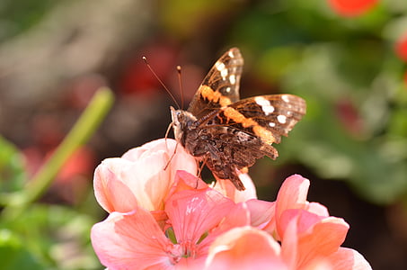 бабочка, Пеларгония, цветок, Лето, цветение, макрос