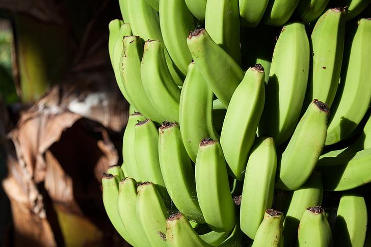 bananos, Musa, Género, Musaceae, infrutescencia, plantación de, banana de postre
