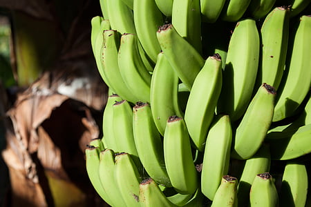 bananas, Musa, Gênero, Musaceae, infrutescência, plantação de, banana de sobremesa