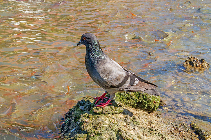 pigeon, fish, birds, bird, nature, animal, wildlife