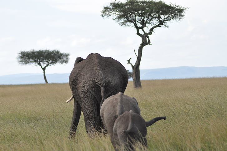 Afrika, živali, sloni, živalski vrt, slon, prosto živeče živali, narave