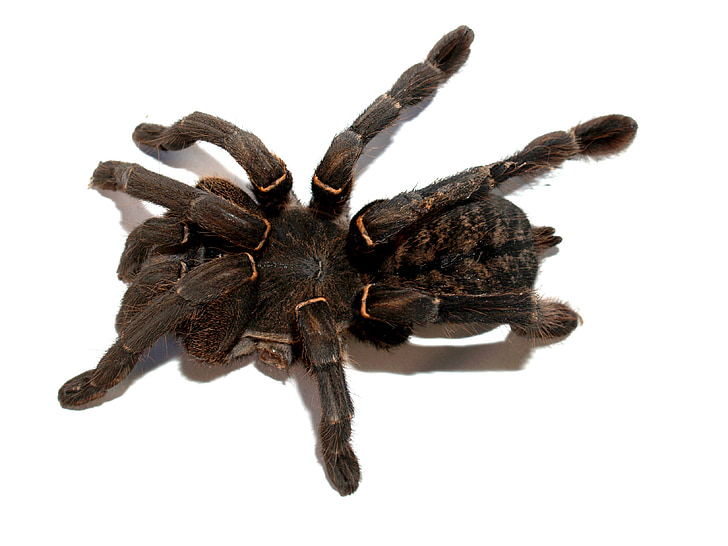 Aranha, Tarântula, artrópode, fotografia, peludo, mexicano redknee tarantula, marrom