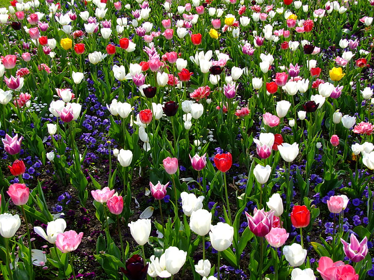 kukat, kevään, tulppaanit, kukkapenkissä, Tulip sea, South park, Düsseldorf