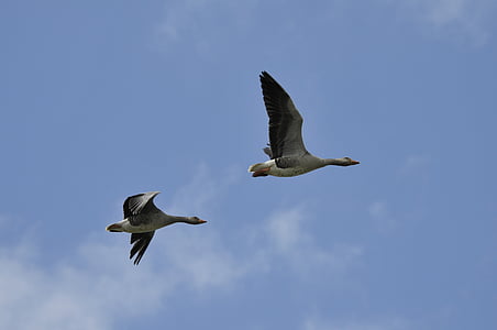 wild geese, birds, holland, sky, wings, flight, bird
