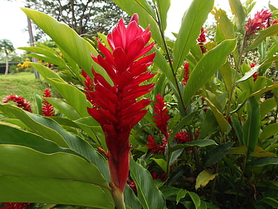 Flora, batang, merah, hijau, bunga, El Salvador, daun