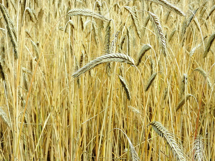 Ngô, tai, cỏ khô, bột mì, ngũ cốc, lúa mì, lúa mạch đen