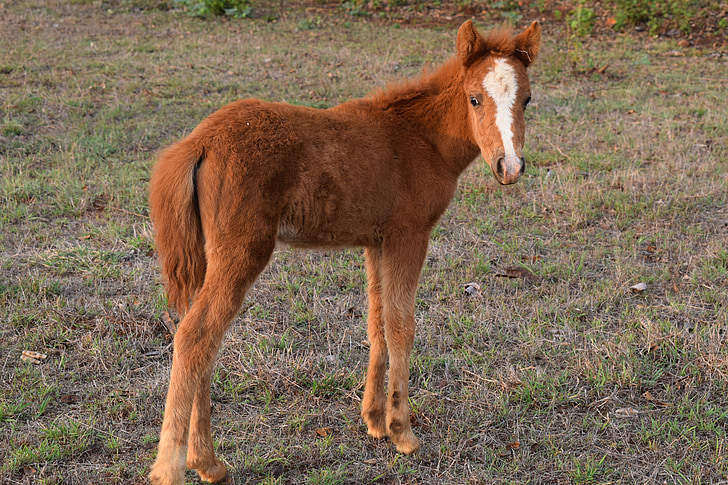 cavall mini, animal, cavall de nadó