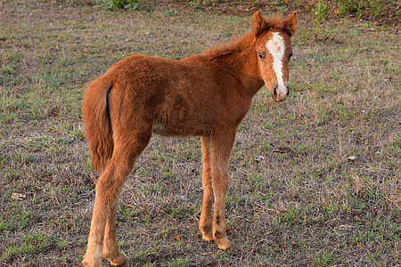 Mini häst, djur, bebis häst