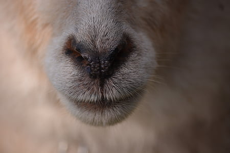 animal, ovelhas, nariz, Mecklenburg, um animal, temas de animais, close-up