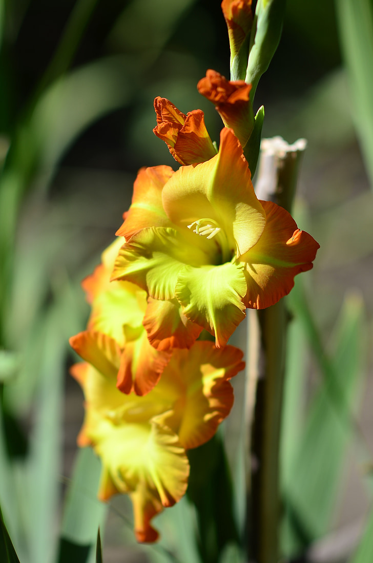 Gladiol kuning, bunga, alam, tanaman, kuning