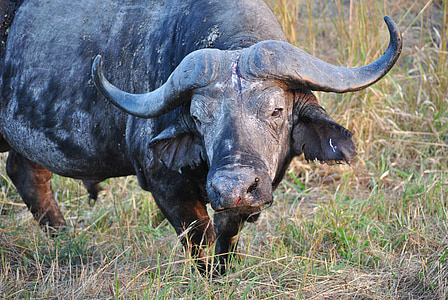 buffalo, tanzania, africa, safari, national park