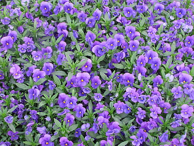 パンジー, 春, 花, パンジー, 紫