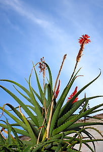 Aloe, Vera, biljka, nebo, priroda, cvijet