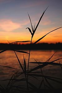 posluminiscencia, puesta de sol, Reed, estanque, invierno, buen tiempo, cielo claro