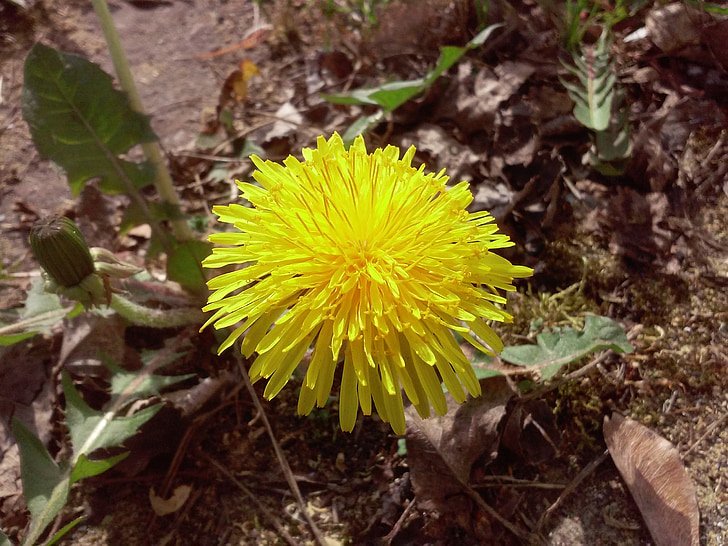Sonchus oleraceus, květ, jaro, Pampeliška