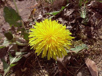 sonchus oleraceus, квітка, Весна, Кульбаба