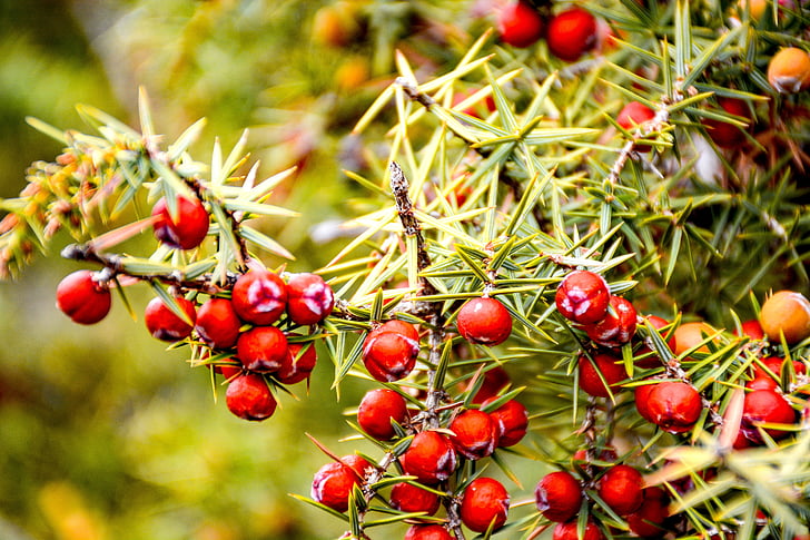 Juniper thorn, Juniper zaden, bos, natuur, fruit, rood, eten en drinken