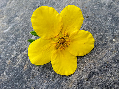 amarillo, flor, flor amarilla, naturaleza, flor de verano, verano, Pétalo