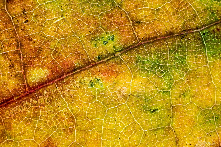Leaf, jeseň, jeseň, pozadia, detail, celoobvodové, Príroda