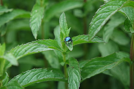 garden, beetle, bug, nature, insect, blue, plant