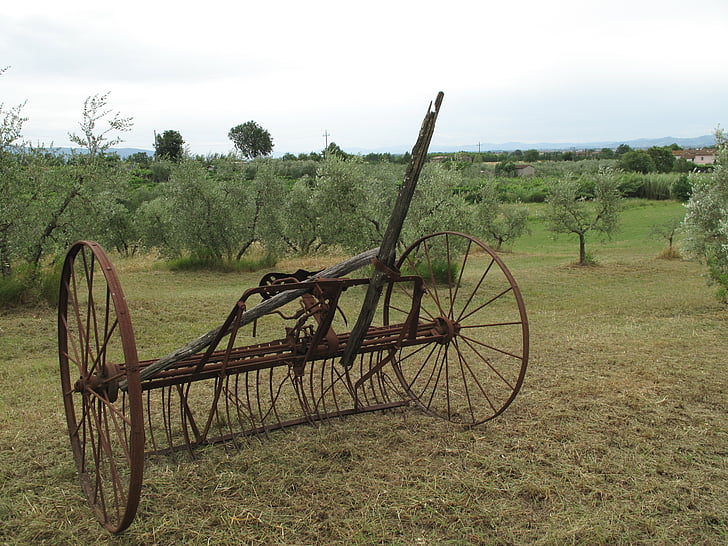 olives, orchard, farmland, tuscany, tools