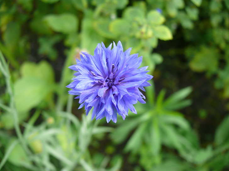 Fiordaliso, fiore, blu, giardino