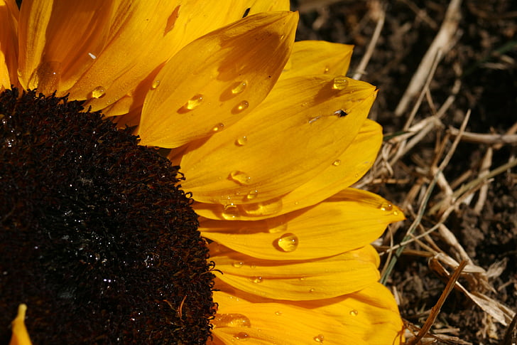 partial, flower, sunflower, orange, macro