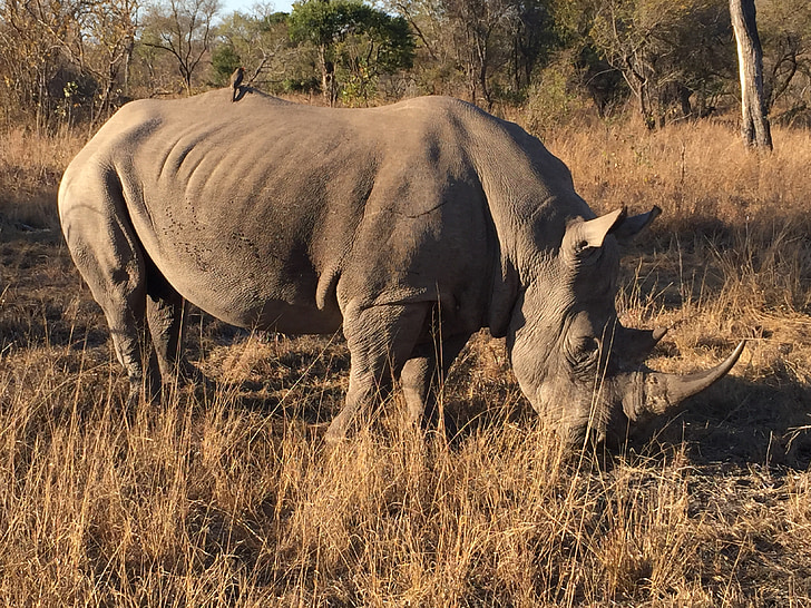 Rhino, Africa, sabi sabi