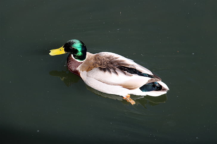 duck, animal, bird, ducks, water, wild bird, autumn colours